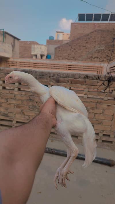 Parrot beak face aseel