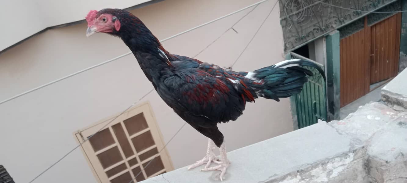nice hens 0