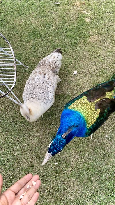 Breeder handtame peacock mor pair