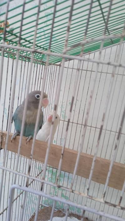 very beautiful colourful pair