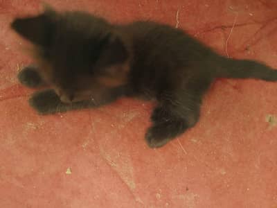 Persian Cross kittens