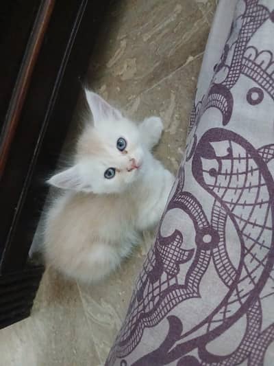 Persian kitten