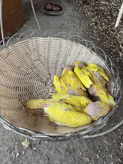 yellow ringneck chicks