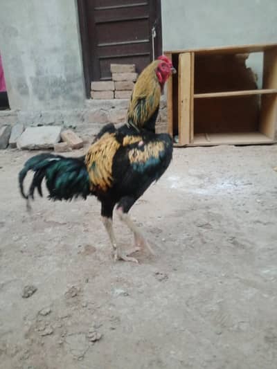 Pure aseel Sindhi murgha