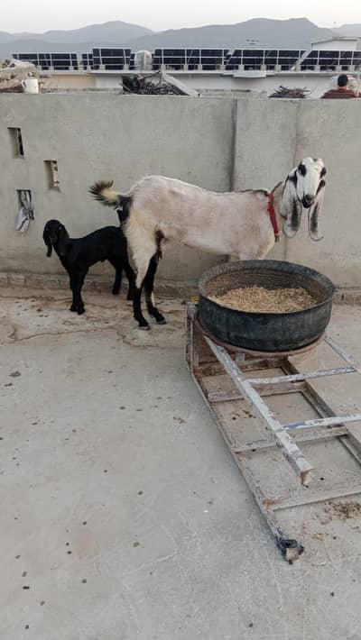 Bakri+ bakroti