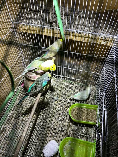 Rainbow  budgie parrot available