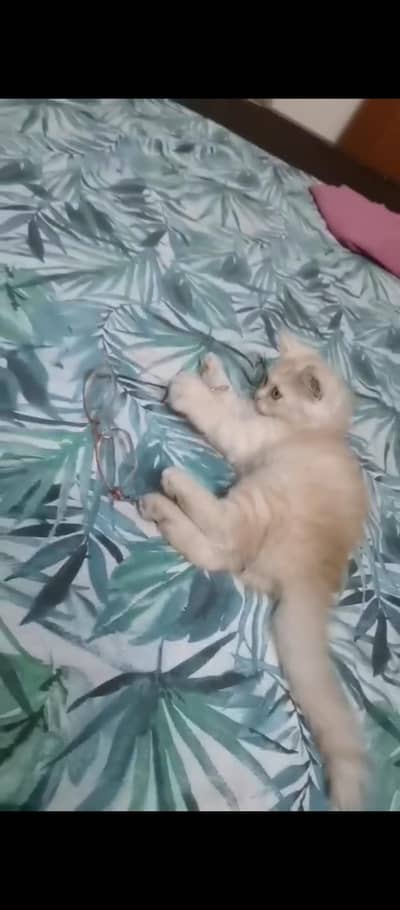 Cute Persian Cat Punch Face