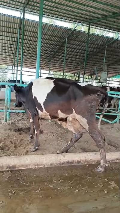 Freisian Cows for Sale | Heifer| گائے | Pair in 4.50 lac