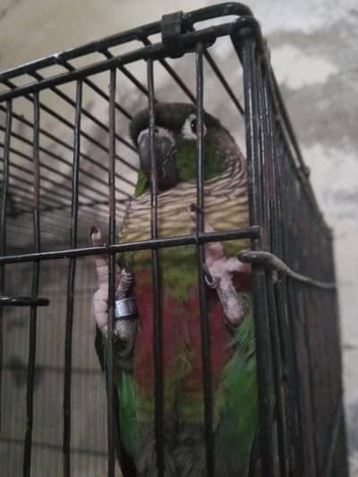 green cheek conure HAND TAMED