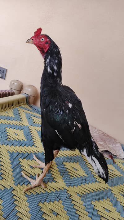 lasani patha mazbot gand gore me
