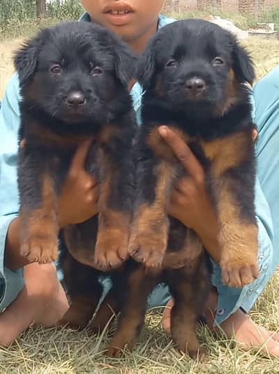 German Shepherd puppies for sale