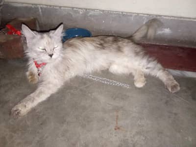 Persian cat