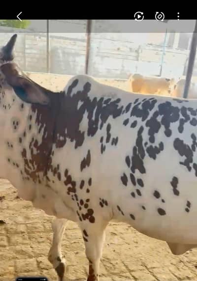 four month gabban beautiful bachiya for sale