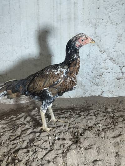 amrohi