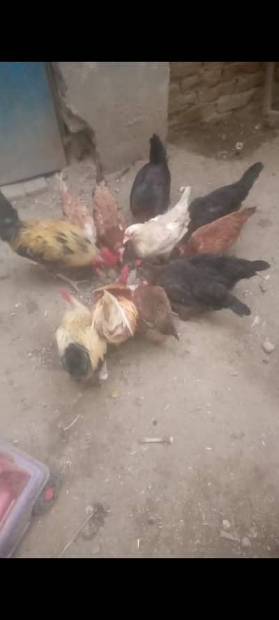 gar ki Pali hoi desi hen