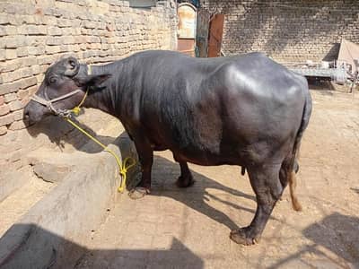 Ghaban bhens For sale 4 months