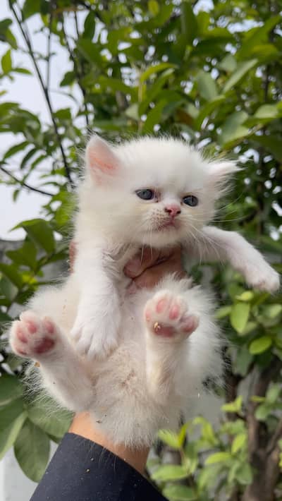 cat kitan for sale with eyes whit colour training complit