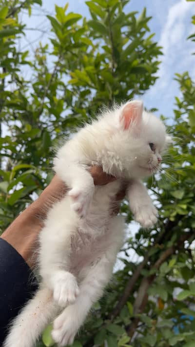 cat kitan for sale with eyes whit colour training complit