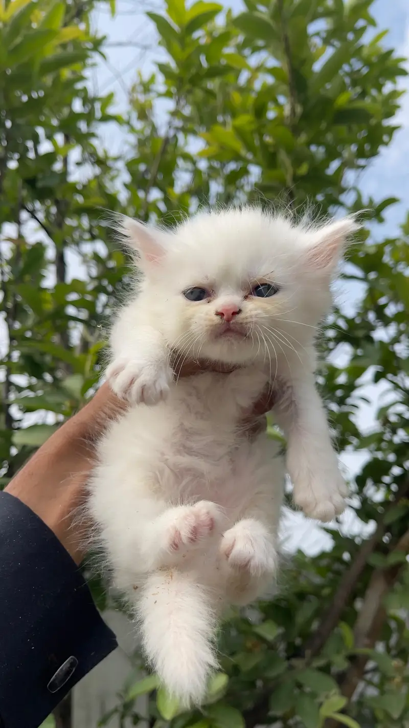 parsian cat kitten for sale triple cot white & yellow eyes available — photo 3