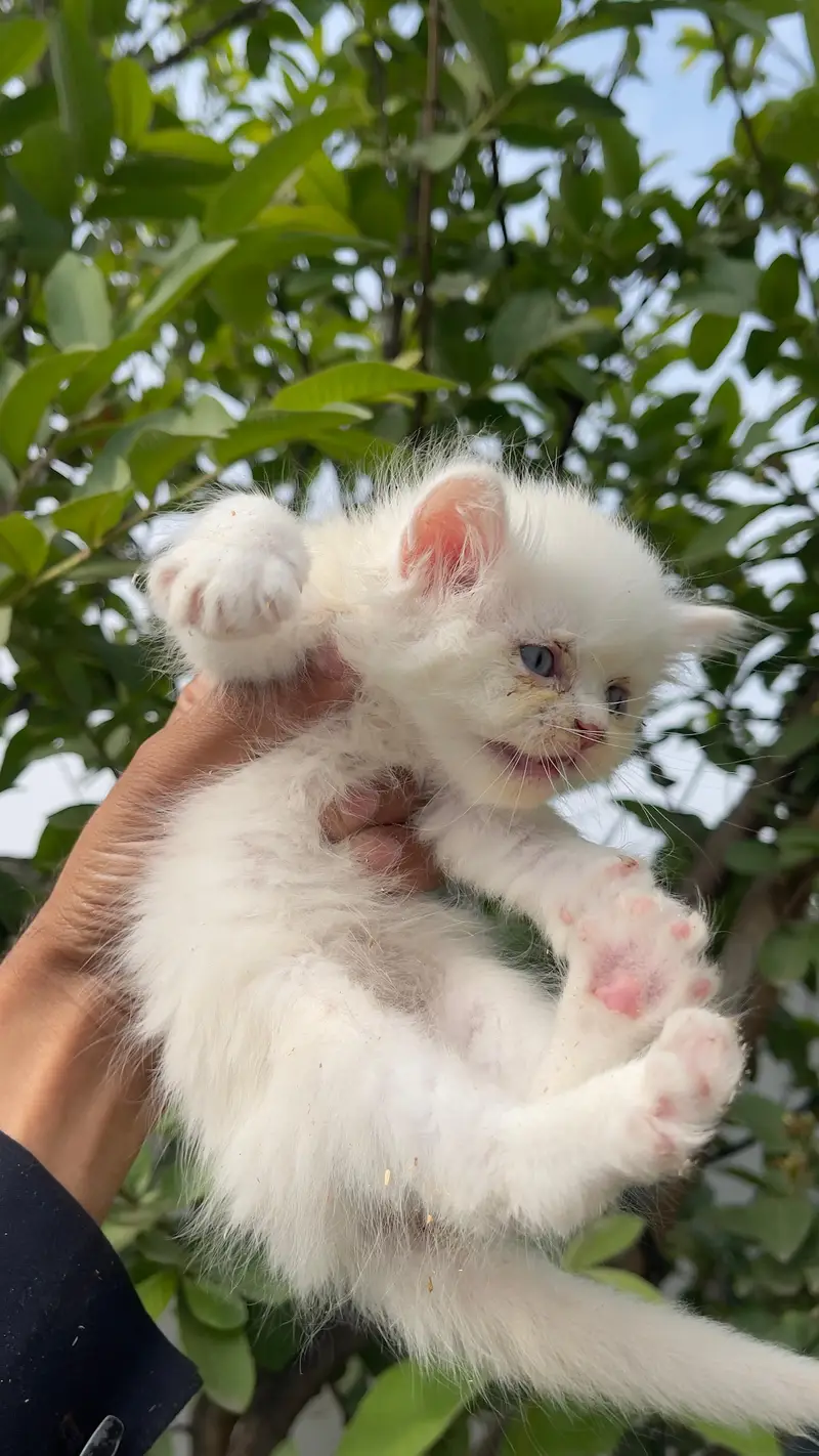 parsian cat kitten for sale triple cot white & yellow eyes available — photo 4