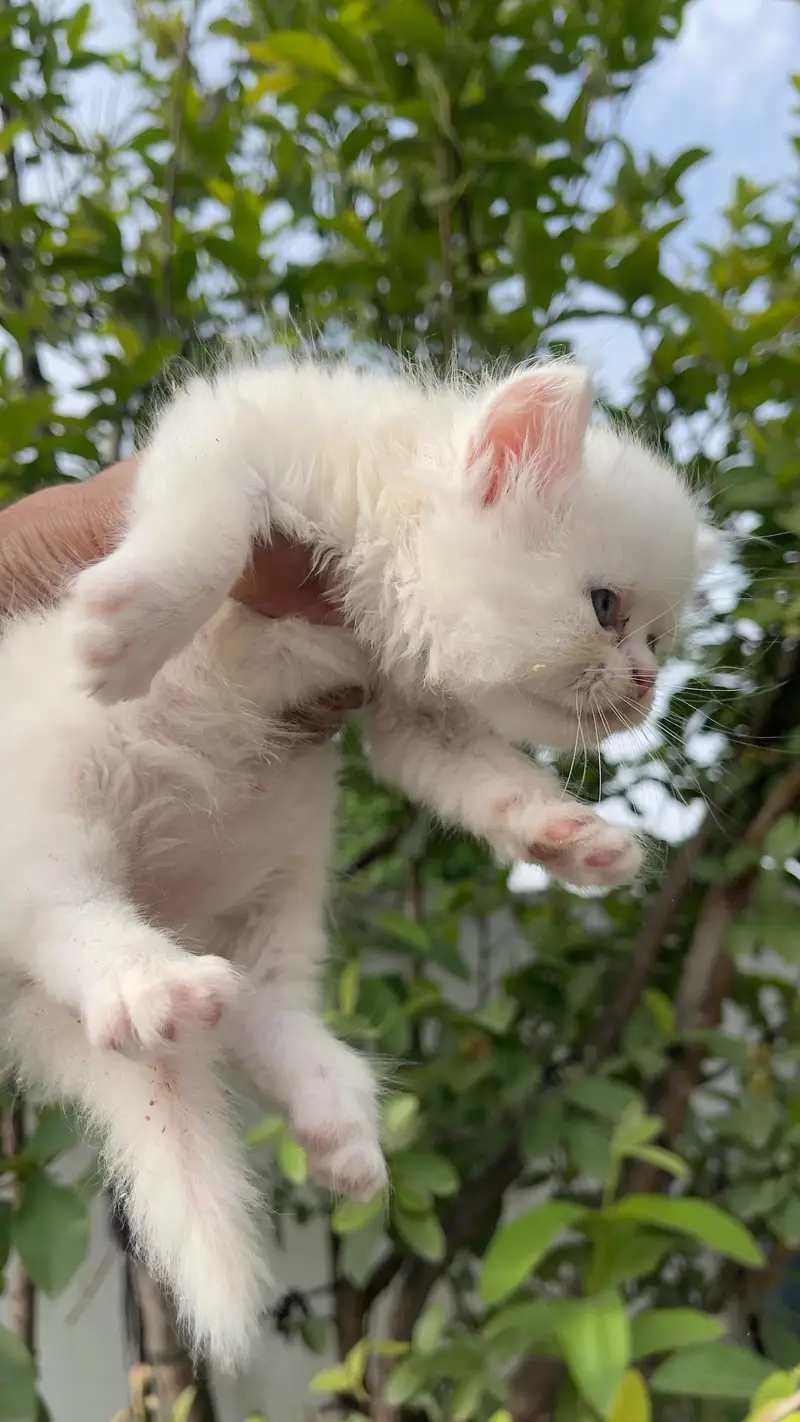 parsian cat kitten for sale triple cot white & yellow eyes available — photo 6