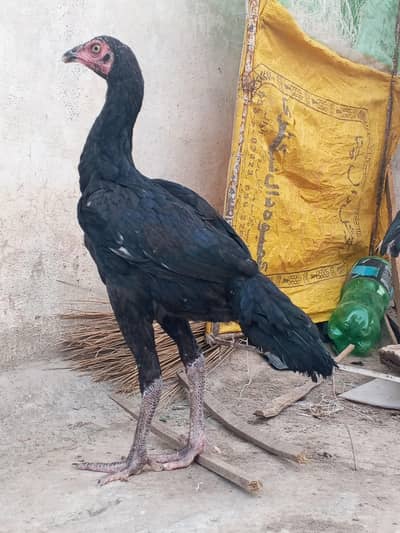 Thai aseel murgi hight quality low price