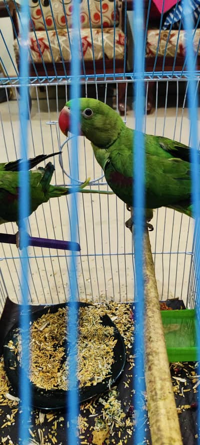 Alexander pahari pair, including cage