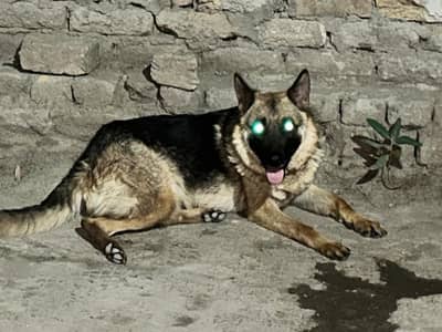German shepherd single coat