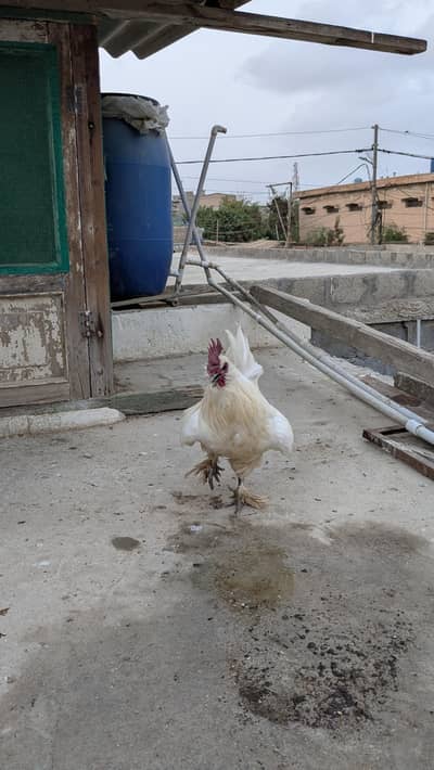 sikie hens 2 PCs male