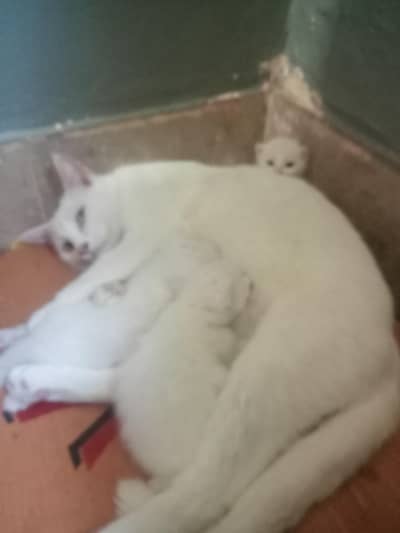 breeder cat