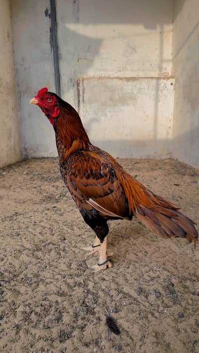 Pure Mianwali zero size