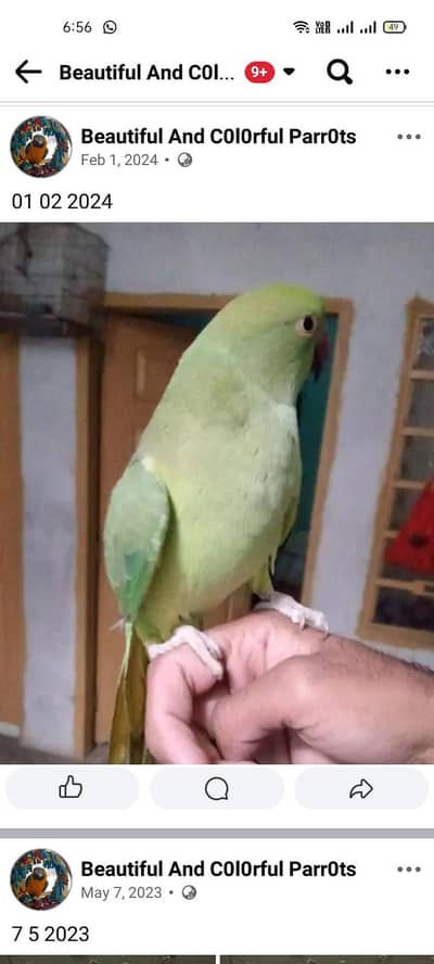 green parrot