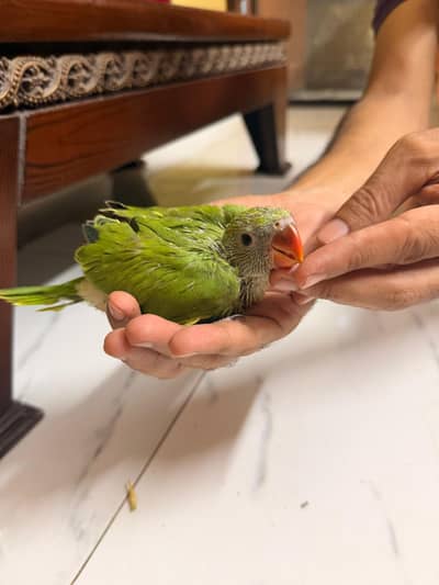 Green Ring nack chicks