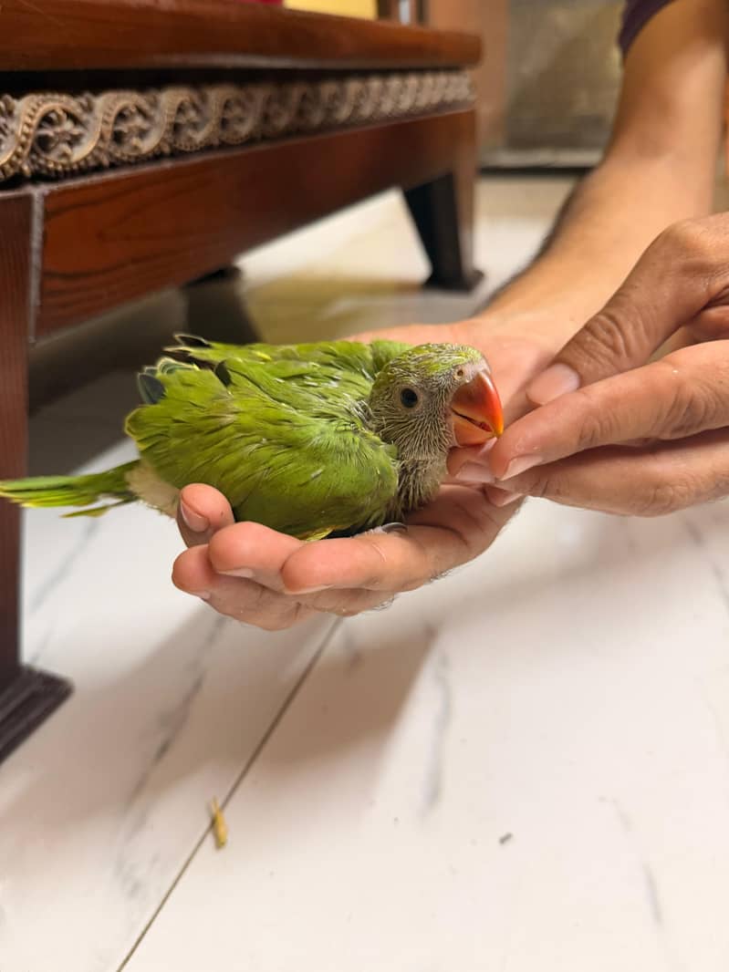 Green Ring nack chicks 0