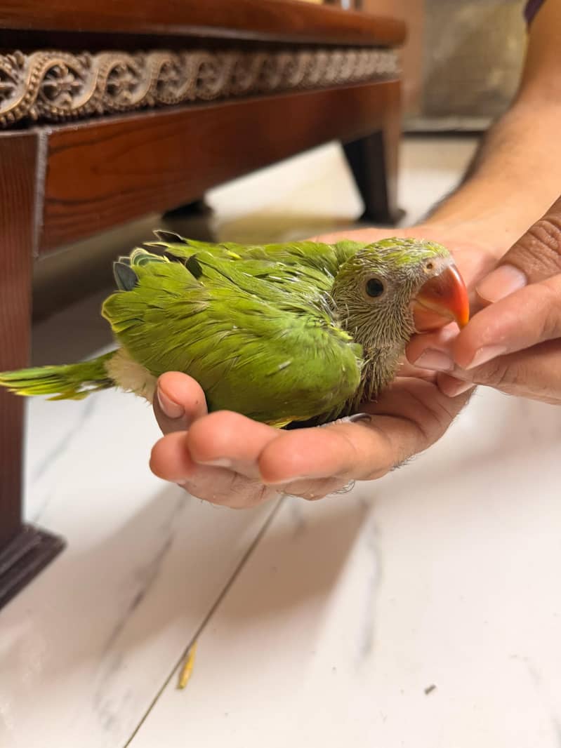 Green Ring nack chicks 1