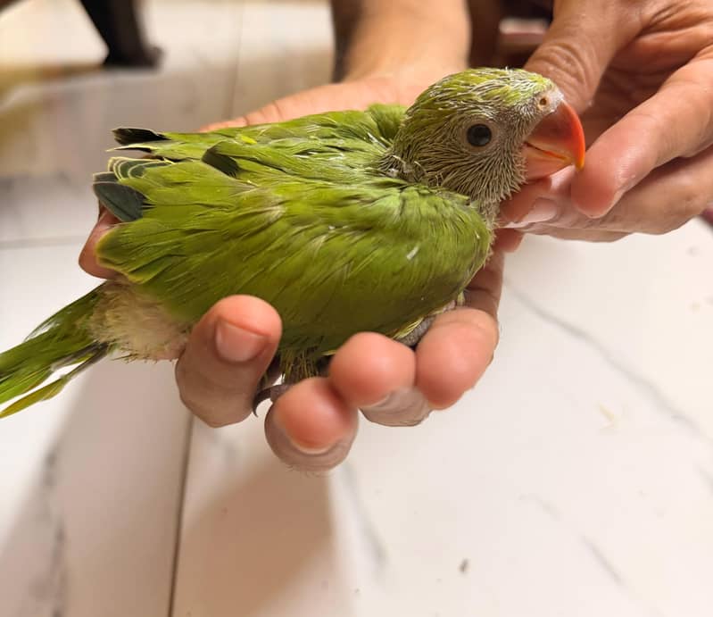 Green Ring nack chicks 2