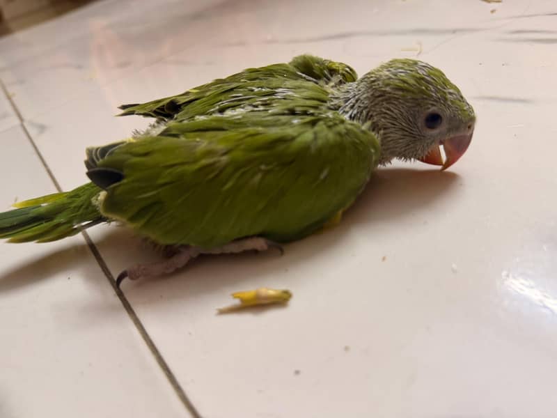 Green Ring nack chicks 3