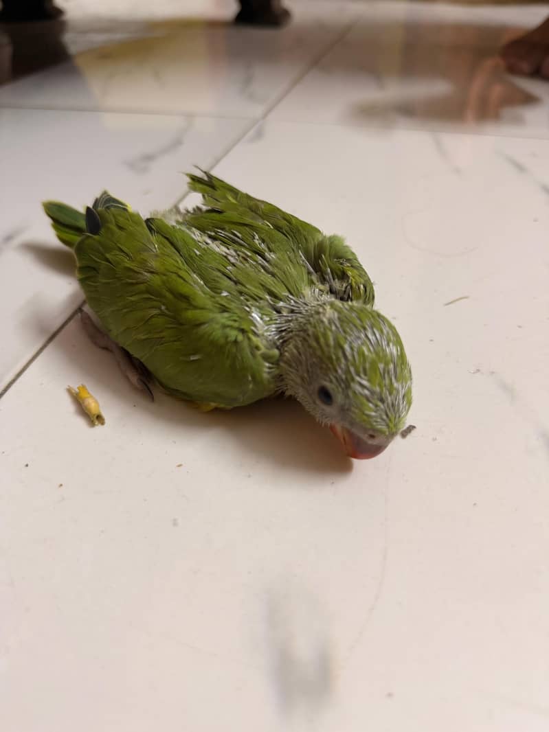 Green Ring nack chicks 4