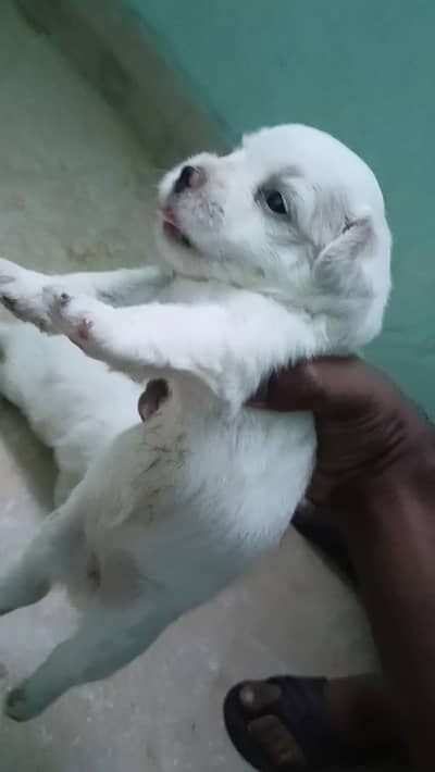 poodle puppies for sale 25 day's old puppy