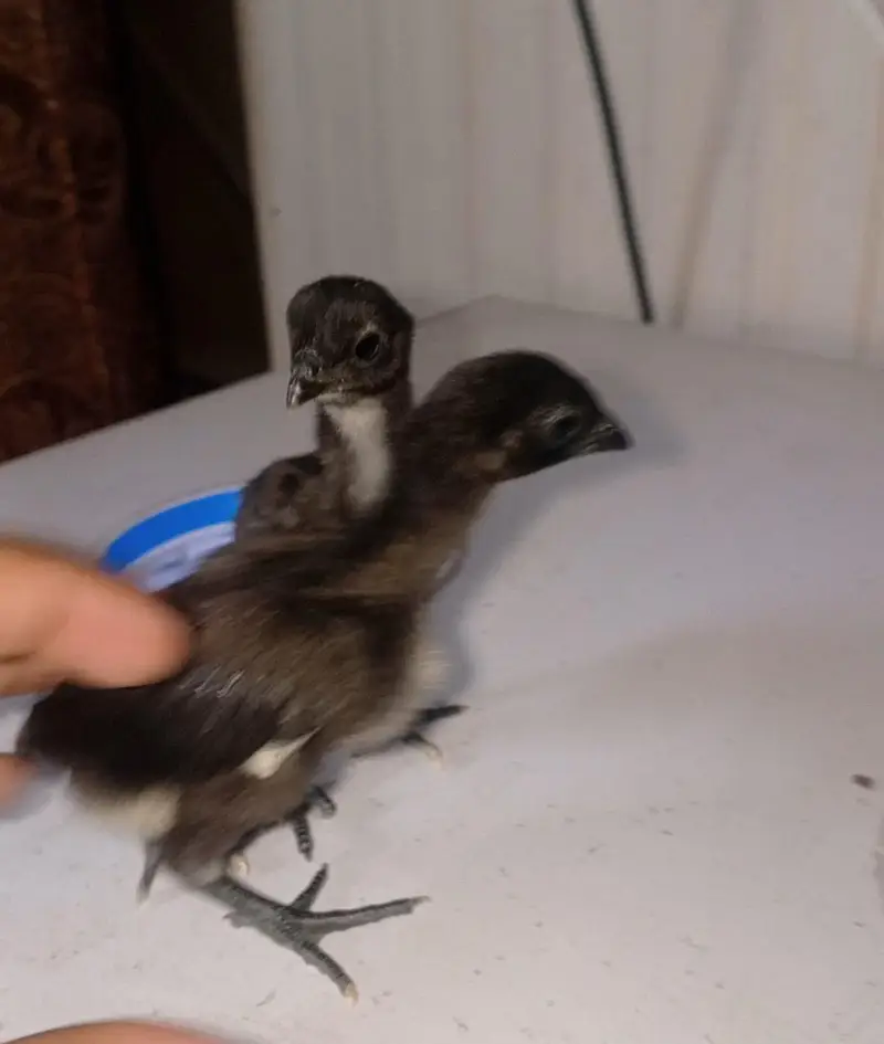 Black dragon chikes available for sale — photo 6