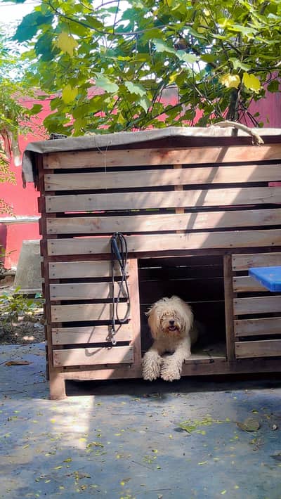 Standard Poodle Male, SUPER FRIENDLY and PLAYFUL dog