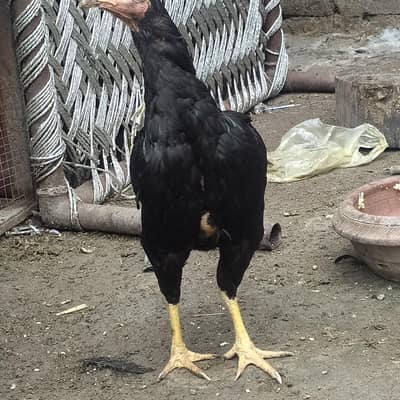 Aseel hen kurak