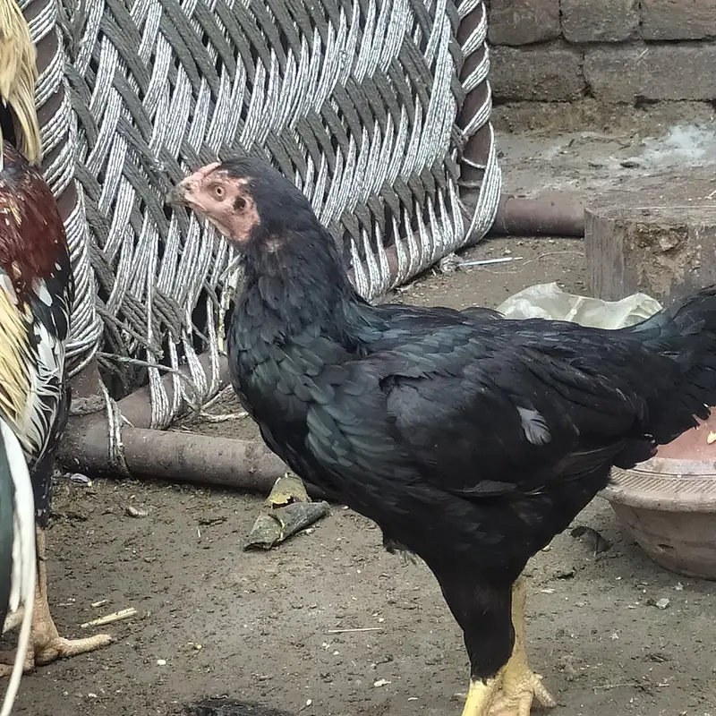 Aseel hen kurak — photo 2