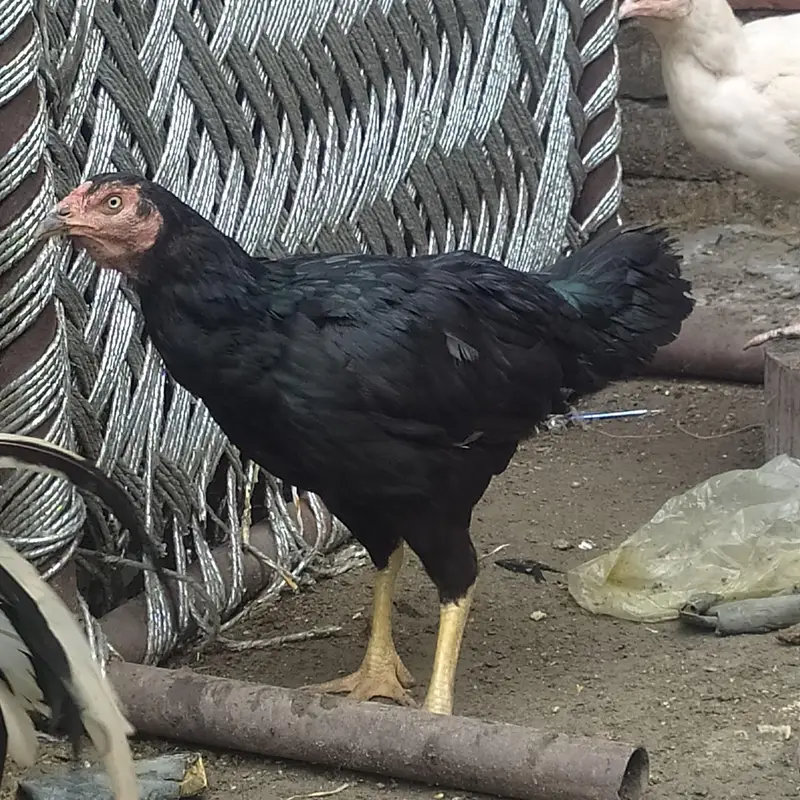 Aseel hen kurak — photo 3