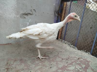 turkey hens pathe