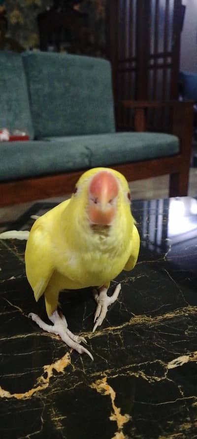 yellow mithu