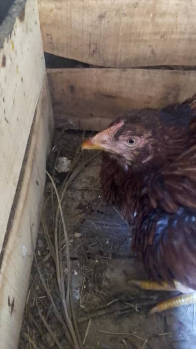 aseel amrohi hen for sale