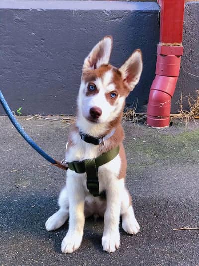 husky female puppy for sale