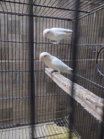 Love birds 2 pair
