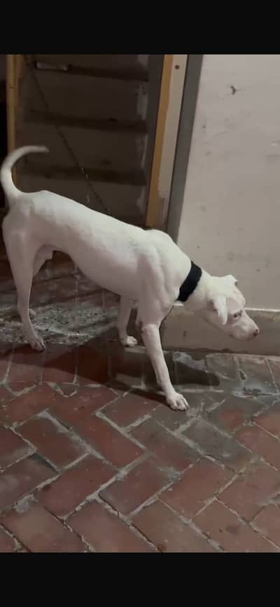Bully+ Gultaier Cross Dog 03009744020